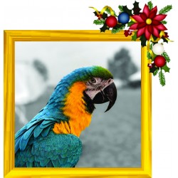 Parrot 40x40cm Framed