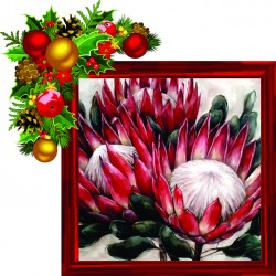 Protea 40x40cm Framed