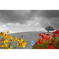 Meadow with gray clouds