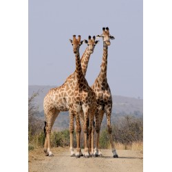 Giraffes