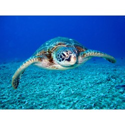 Sea Turtle