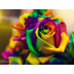 Colourful Rose