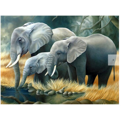 Elephant family