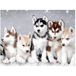 Huskies