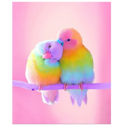 Love Birds