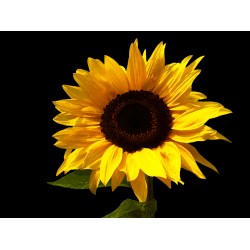 Sunflower Black