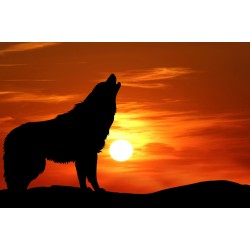 Wolf Sunset