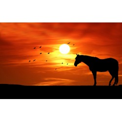 Horse Sunset