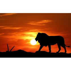 Lion Sunset