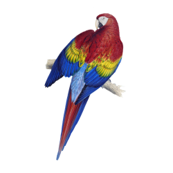 Parrot