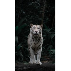 White Tiger