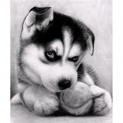 Husky Pup