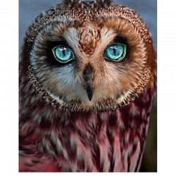 Owl Face