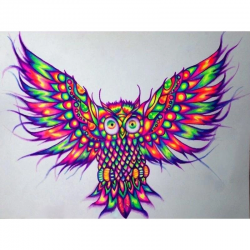 Colourful Owl