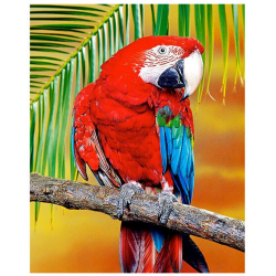 Parrot