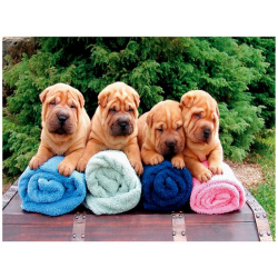 Shar Pei