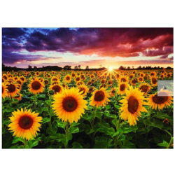 Sunflower field