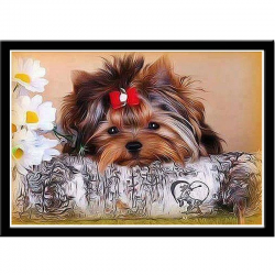 Yorkie