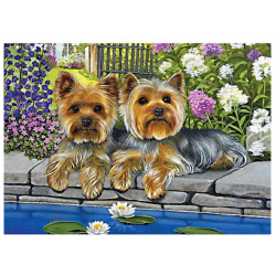 Yorkies